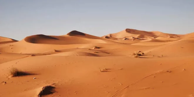 Una startup convierte la arena del desierto en tierra fértil en sólo siete horas