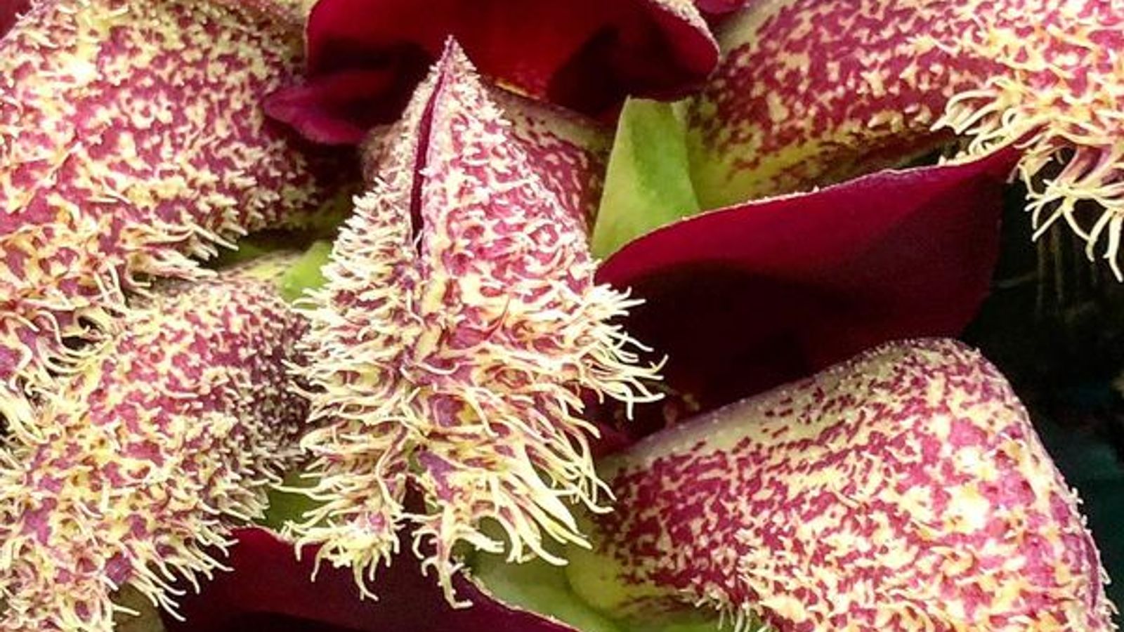 El jardín botánico de Cambridge revela una rara orquídea que huele a ratas muertas y coles podridas