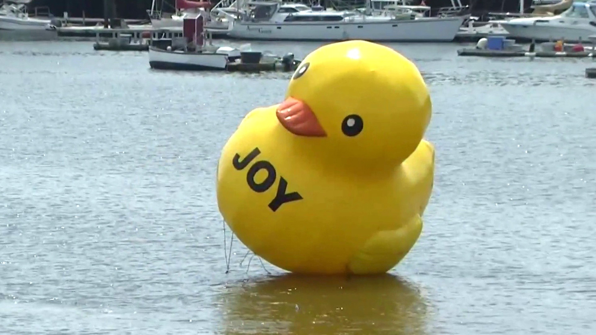 Un pato hinchable gigante se libera de las amarras y escapa del puerto de Maine