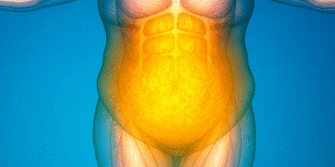 Científicos descubren cómo el sistema inmunológico actúa como un “freno biológico” que evita la pérdida excesiva de grasa y abre nuevas perspectivas en el tratamiento de la obesidad