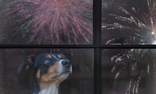 ¿Cómo proteger a las mascotas del ruido de la pólvora en Navidad y Año Nuevo? Consejos clave de expertos